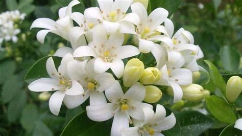 夜來香花期|夜来香（夹竹桃科夜来香属植物）